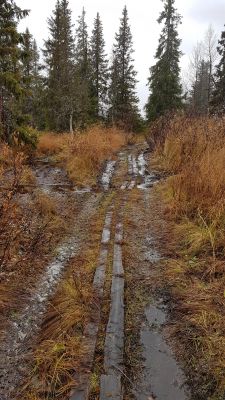 Körskador längs en skoterled i Jämtland. Skoterleder kan dras över våtmarker där bärigheten är god när marken är tjälad och väl snötäckt. Körning på samma led på sommaren gör leden lerig och svårframkomlig för sommarbesökare. Fotograf: Nils Hallberg, Naturvårdsverket