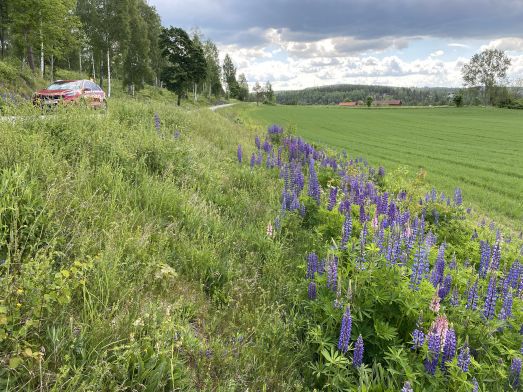 Blomsterlupinen tränger undan de vilda växtarterna och kvar blir bara ett tätt bestånd av blomsterlupiner.