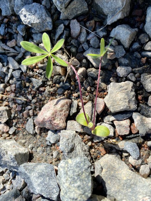 Groddplanta av blomsterlupin