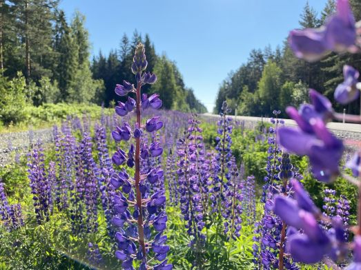 Blommande blomsterlupiner vid väg