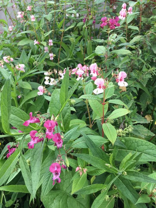 Jättebalsaminblommor i olika färger. Mörkrosa, ljusrosa och vita.