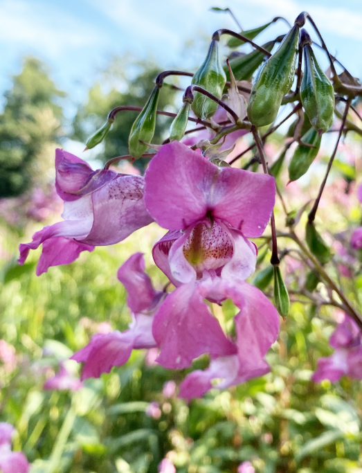 Närbild av jättebalsaminblomma.