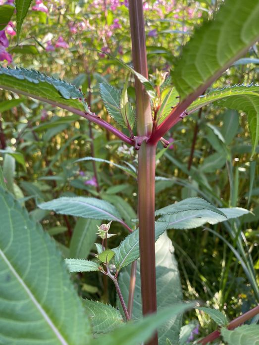 Stjälk och blad av jättebalsamin.