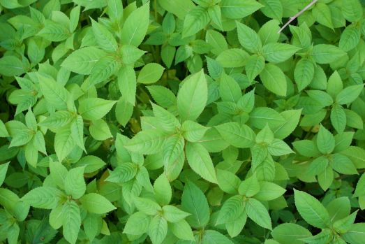Tät vegetation av småplantor av jättebalsamin.