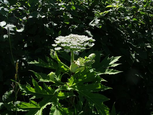 Blommande jätteloka