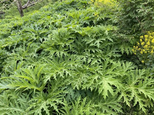 Tät vegetation med jättelokablad.
