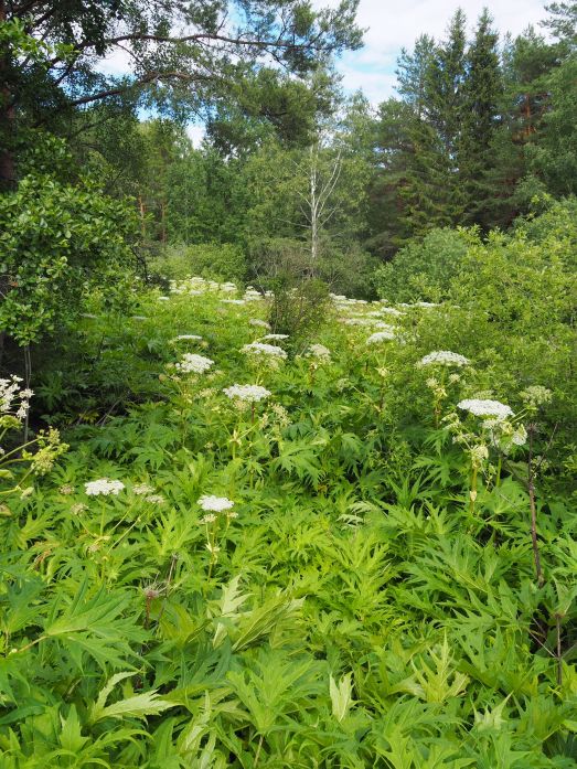 Ett tätt bestånd av jätteloka täcker marklagret helt mellan träden.