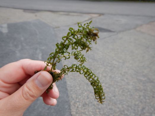 Smal vattenpest handhållen