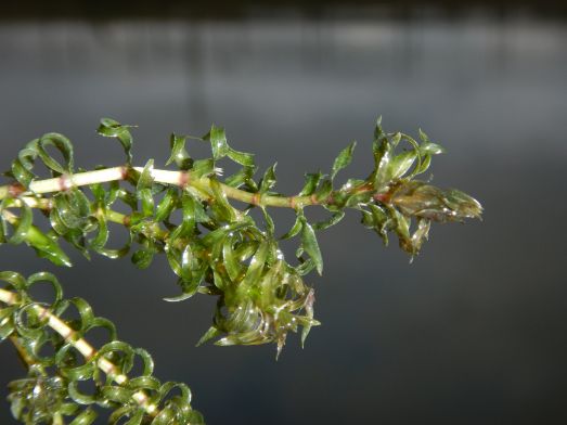 Närbild på smal vattenpest.