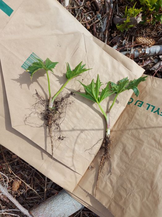 Uppgrävda småplantor av jätteloka liggande på papperspåsar.