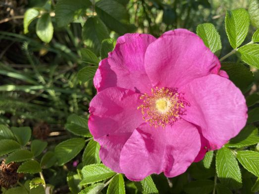 Vresrosblomma.