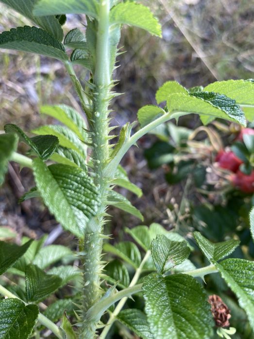 Stjälk och blad av vresros