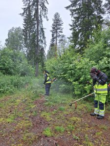 Bekämpning av Jättebalsamin.
