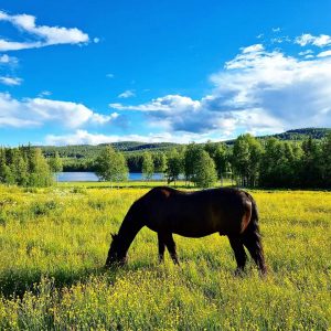 Bild från fototävling, fotograf Cathrine Lidman.
