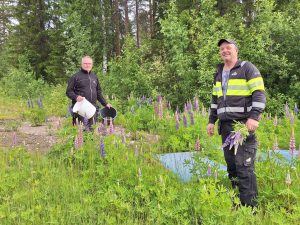 Vår ordinarie personal, Roger och Tommy, i full gång med att rensa bort de invasiva lupinerna.
