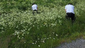 Våra ferieungdomar håller våra grönområden fria från invasiva växter.