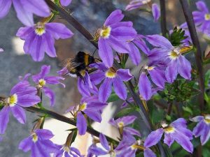 En humla besöker kommunens sommarblommor