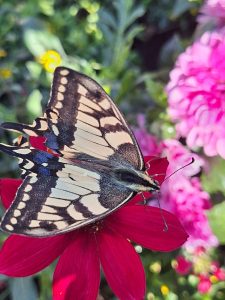 Makaonfjäril besöker kommunens sommarblommor