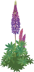 Bilden visar en tecknad blomsterlupin