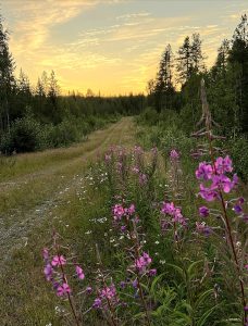 Bilden visar en skogsväg med Rallarrosor på sidan av vägen.