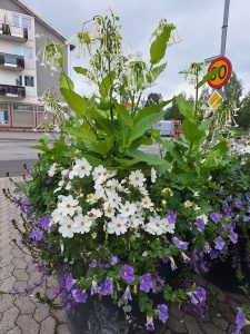Bilden visar en blommuppsättning utomhus.